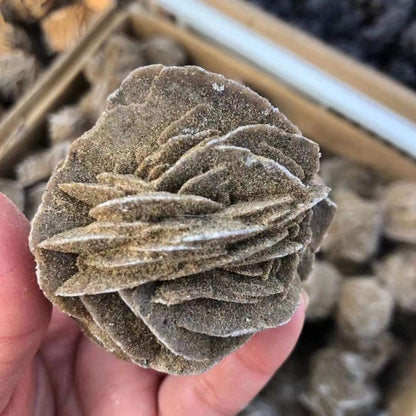 Natural Mineral Selenite Desert Rose