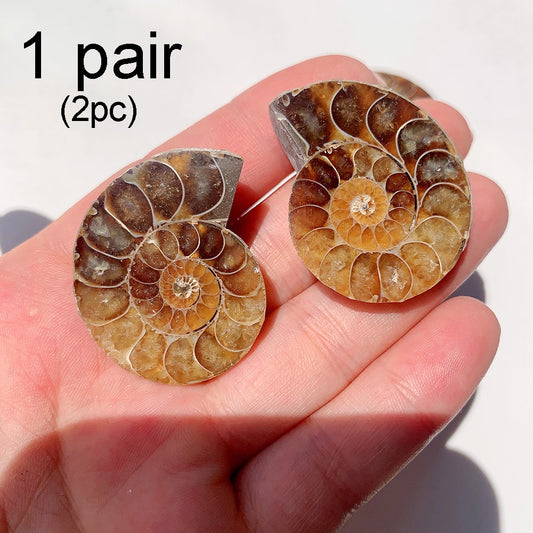 Natural Ammonite Slice Fossil Conch Specimen Healing Quartz
