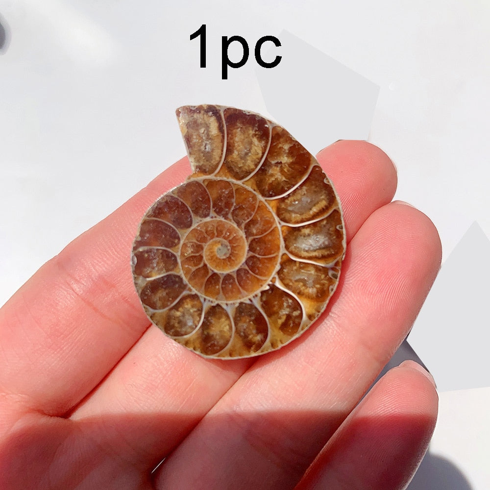 Natural Ammonite Slice Fossil Conch Specimen Healing Quartz