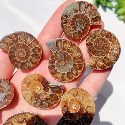 Natural Ammonite Slice Fossil Conch Specimen Healing Quartz