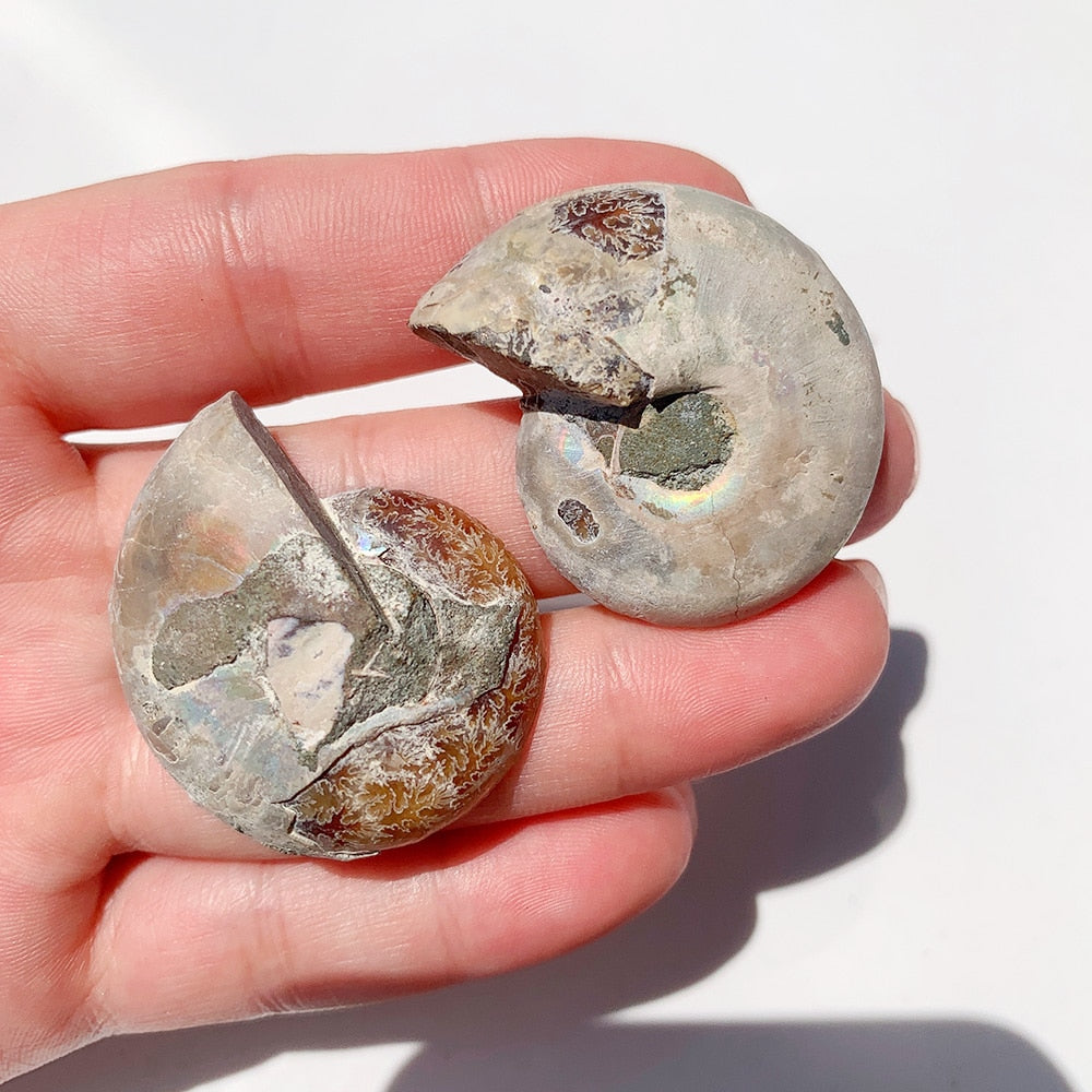 Natural Ammonite Slice Fossil Conch Specimen Healing Quartz
