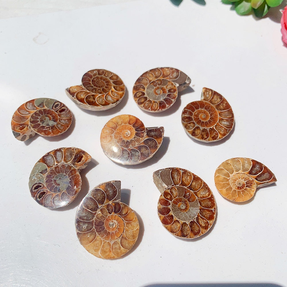 Natural Ammonite Slice Fossil Conch Specimen Healing Quartz