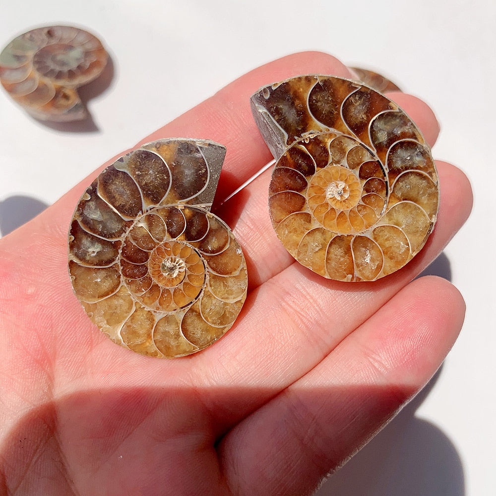 Natural Ammonite Slice Fossil Conch Specimen Healing Quartz