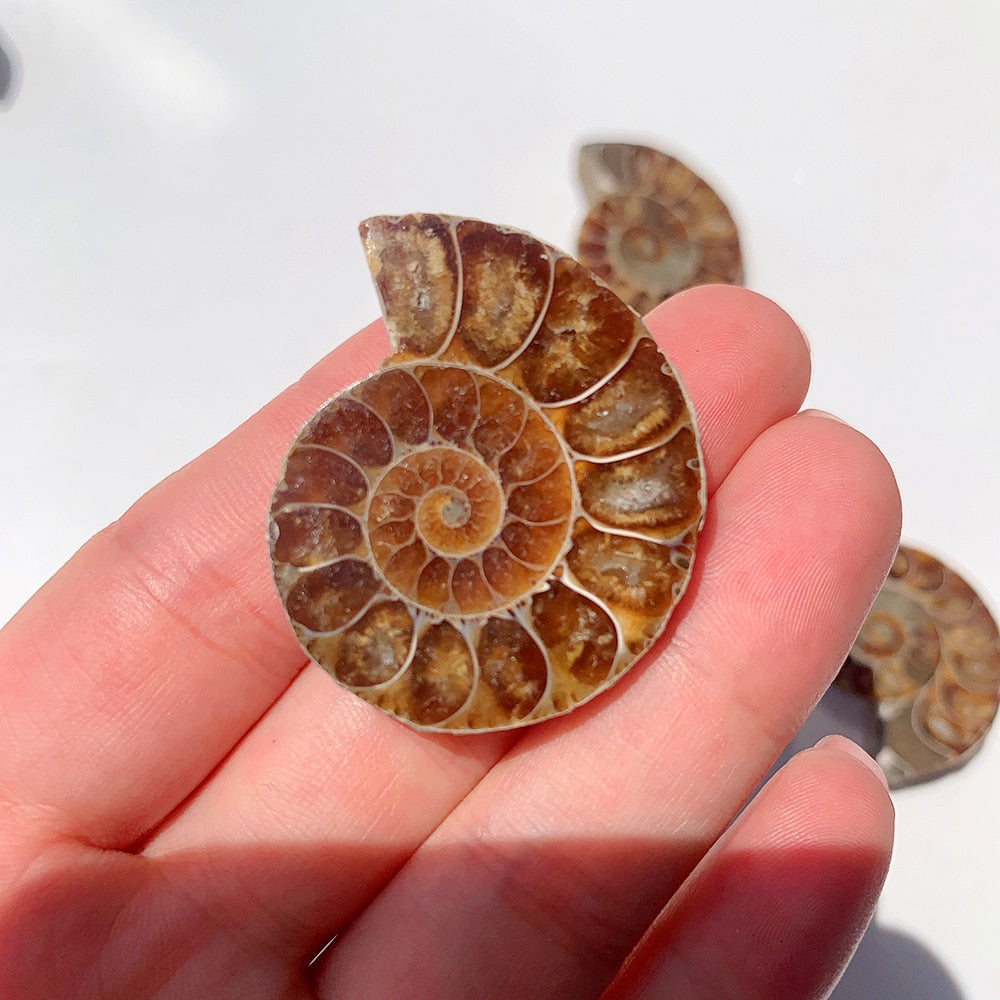 Natural Ammonite Slice Fossil Conch Specimen Healing Quartz