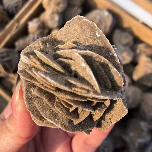 |5:200000990#3-5cm (1.2-2 inch)