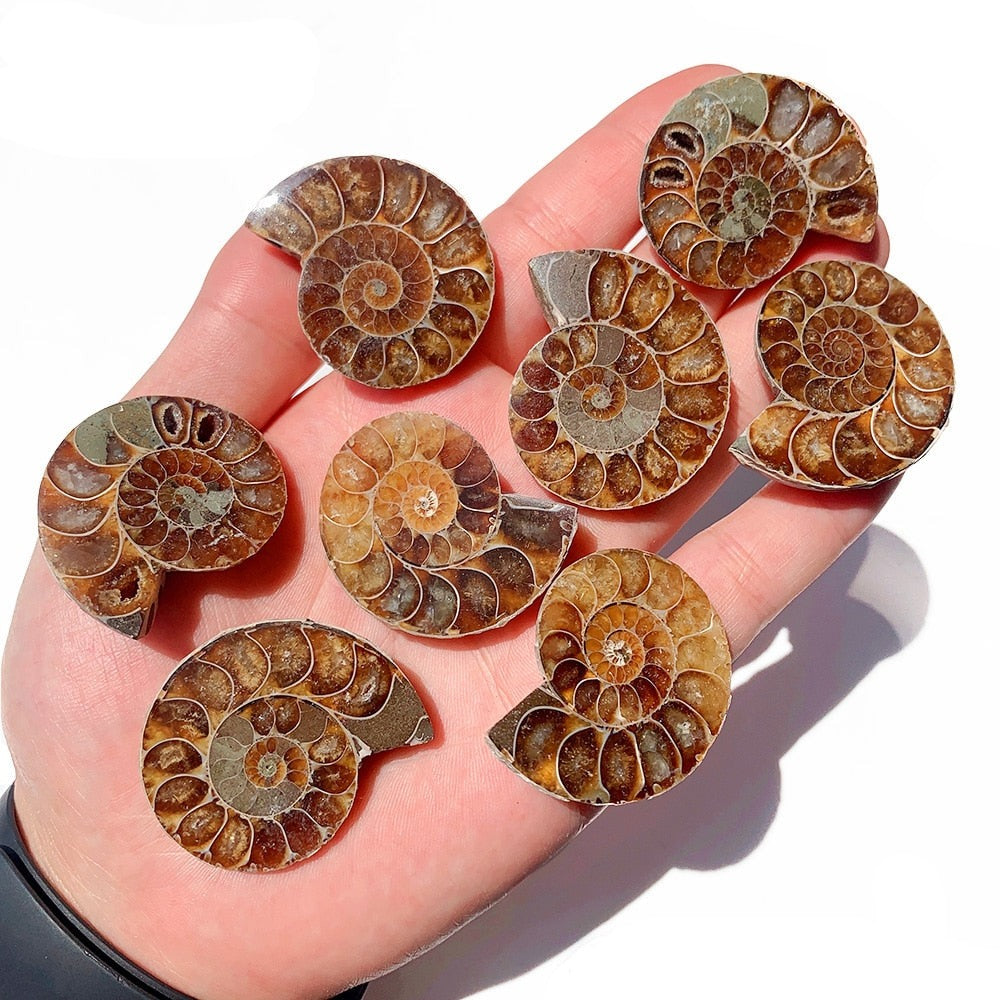 Natural Ammonite Slice Fossil Conch Specimen Healing Quartz